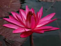 Nenufar haarstick Tropical nocturno